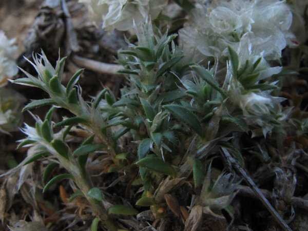 <i>Paronychia capitata</i> (L.) Lam. subsp. <i>capitata</i>