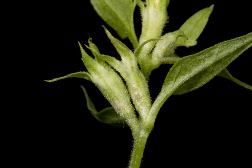 <i>Melampyrum italicum</i> (Beauverd) Soó