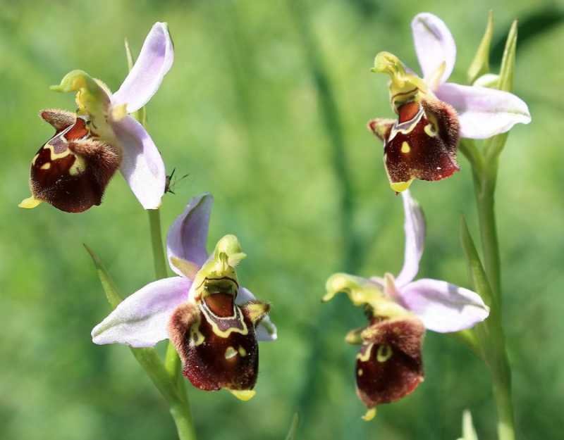 <i>Ophrys x albertiana</i> E.G. Camus