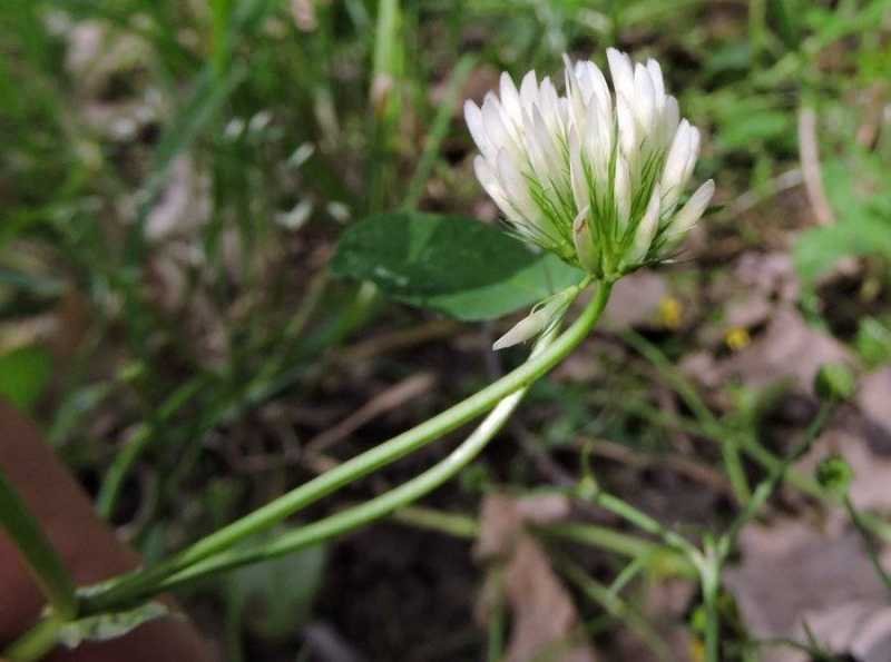 <i>Trifolium michelianum</i> Savi