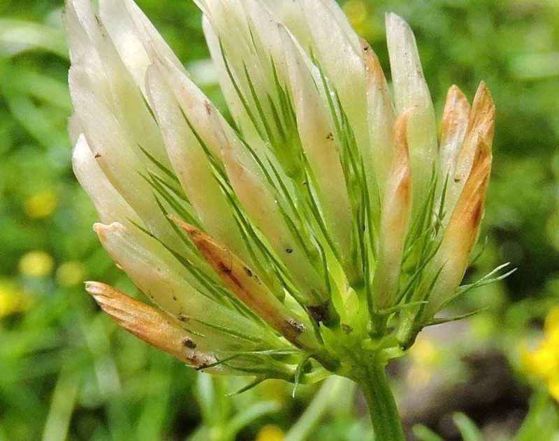 <i>Trifolium michelianum</i> Savi