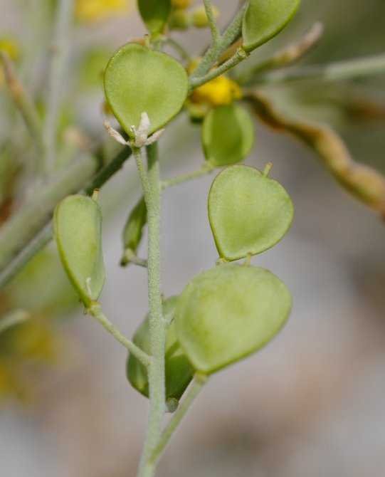 <i>Aurinia saxatilis</i> (L.) Desv.
