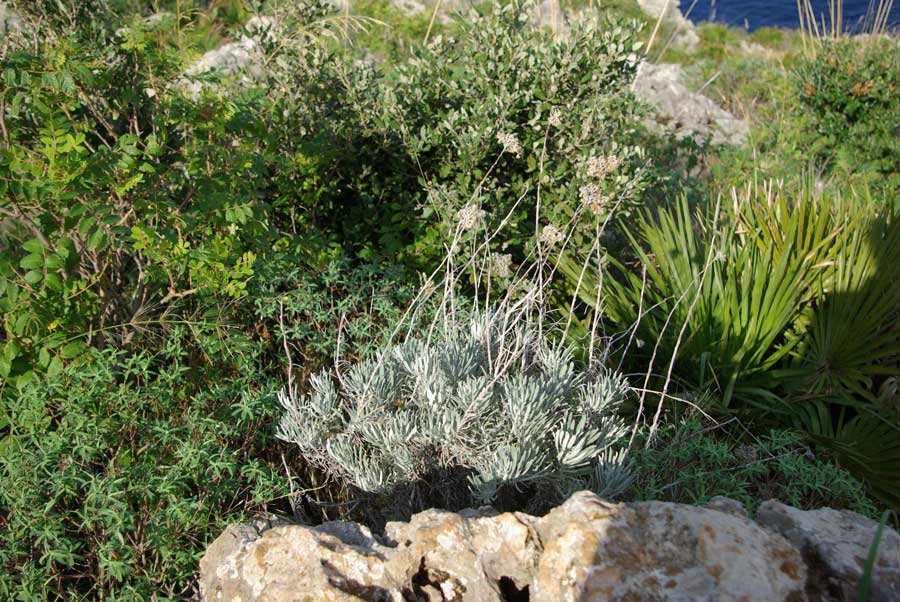 11-Helichrysum-rupestre-a.jpg