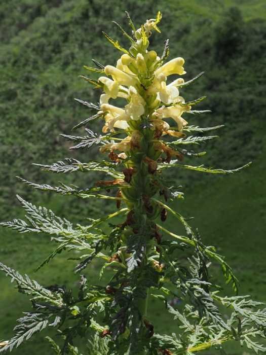 <i>Pedicularis foliosa</i> L.
