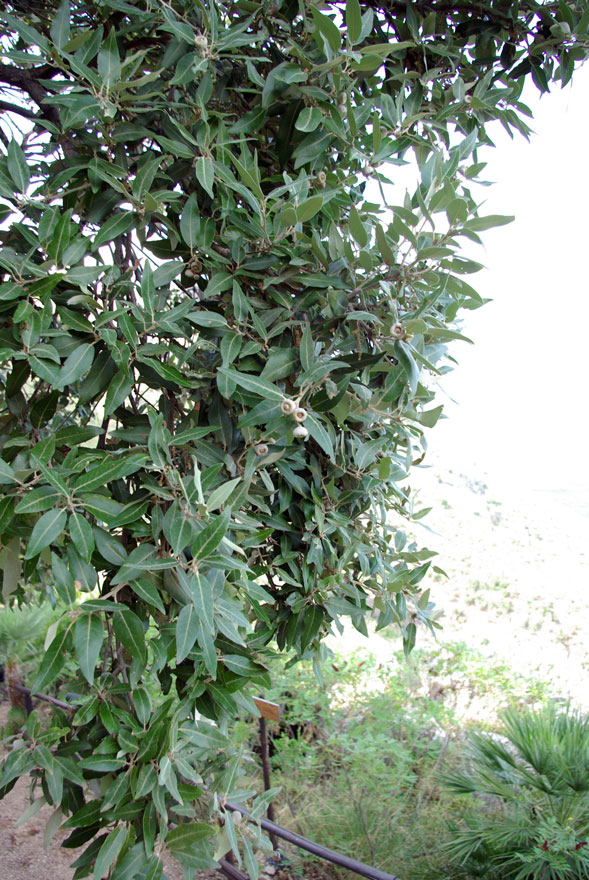 16-Quercus-ilex.jpg