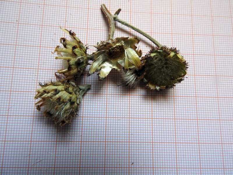<i>Centaurea saccensis</i> Raimondo, Bancheva & Ilardi