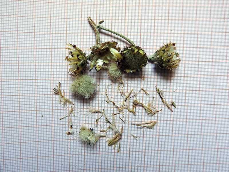 <i>Centaurea saccensis</i> Raimondo, Bancheva & Ilardi
