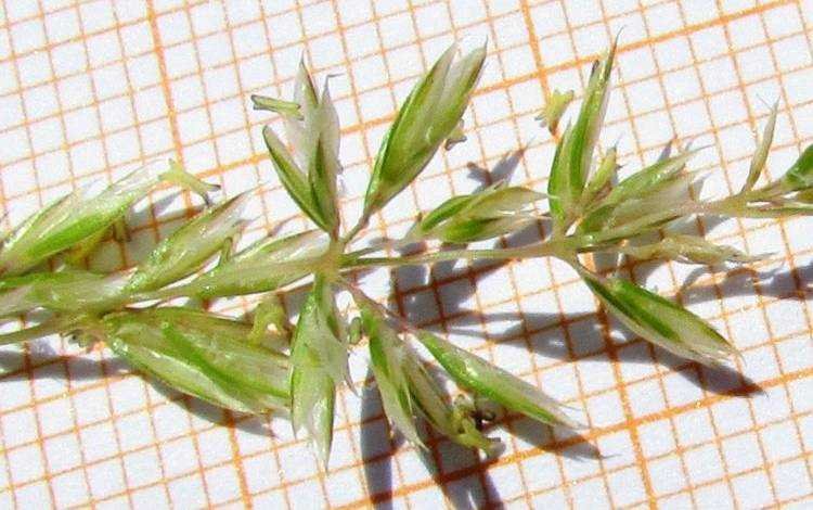 <i>Koeleria macrantha</i> (Ledeb.) Schult. subsp. <i>macrantha</i>