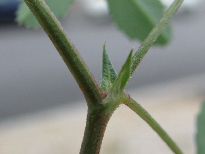 <i>Trigonella esculenta</i> Willd.