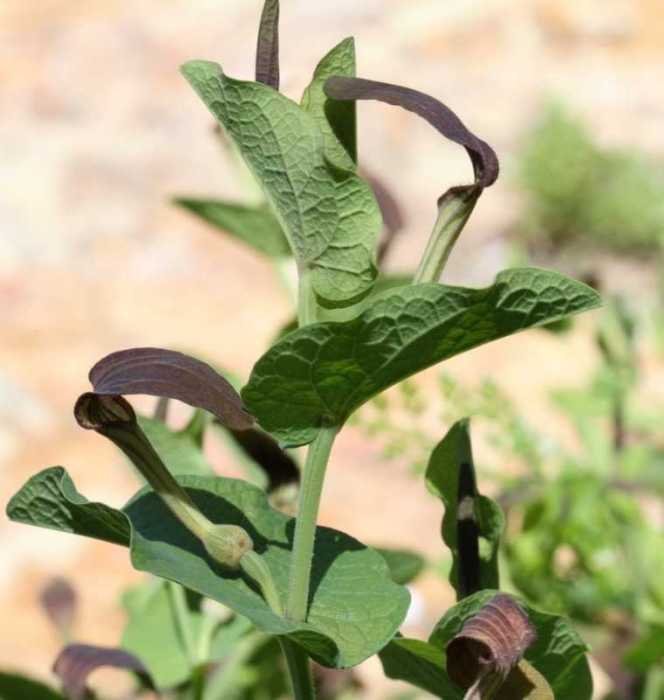 <i>Aristolochia rotunda</i> L.