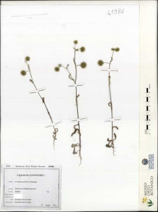 <i>Lagoecia cuminoides</i> L.