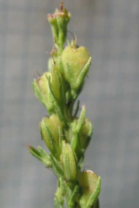 <i>Veronica austriaca</i> L. subsp. <i>jacquinii</i> (Baumg.) Watzl