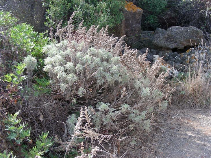 Artemisia arborescens (1).JPG