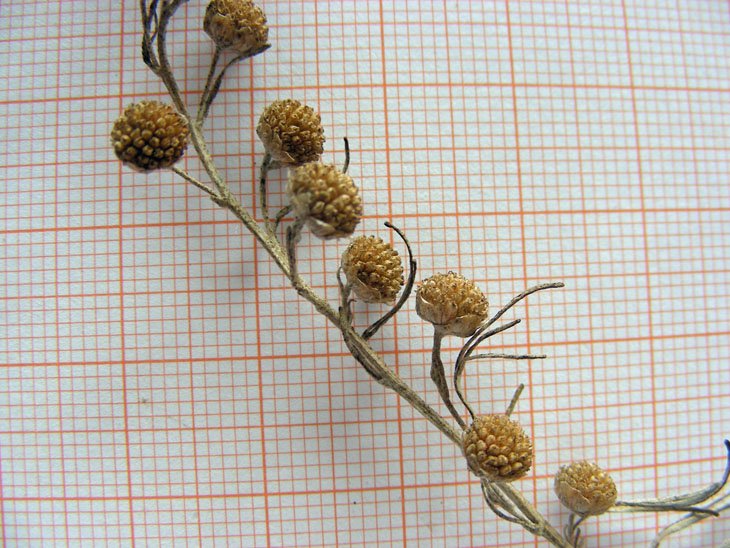 Artemisia arborescens (5).JPG