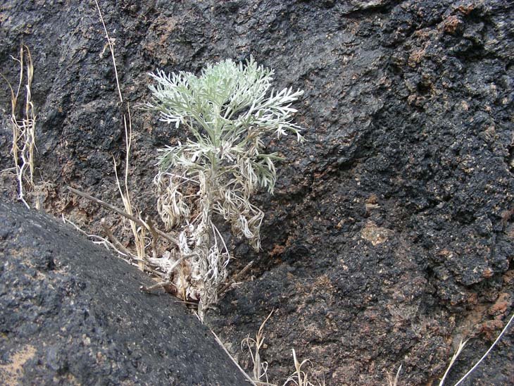 Artemisia arborescens (10).JPG
