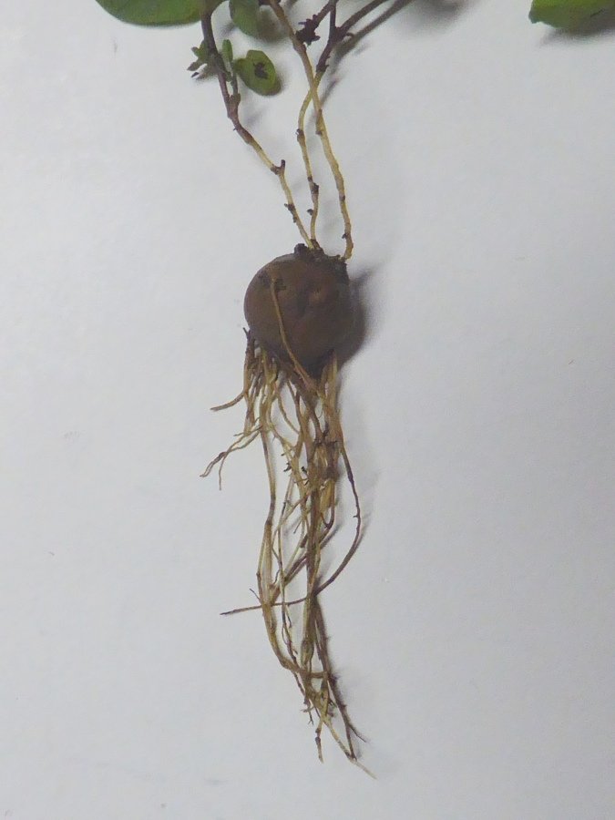 <i>Aristolochia pallida</i> Willd.