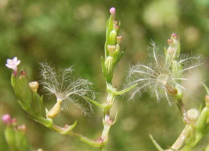 <i>Centranthus calcitrapae</i> (L.) Dufr. subsp. <i>calcitrapae</i>