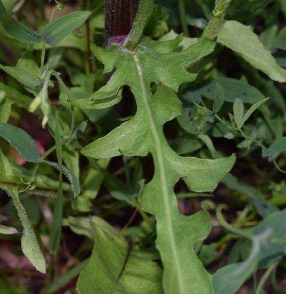 <i>Crepis biennis</i> L.
