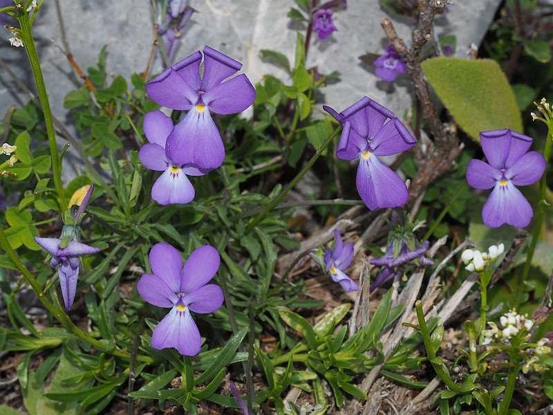 <i>Viola calcarata</i> L. subsp. <i>cavillieri</i> (W.Becker) Negodi