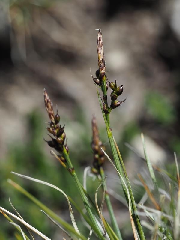 <i>Carex glacialis</i> Mack.