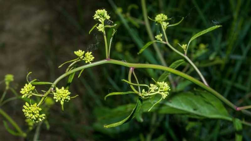 <i>Brassica nigra</i> (L.) W.D.J.Koch