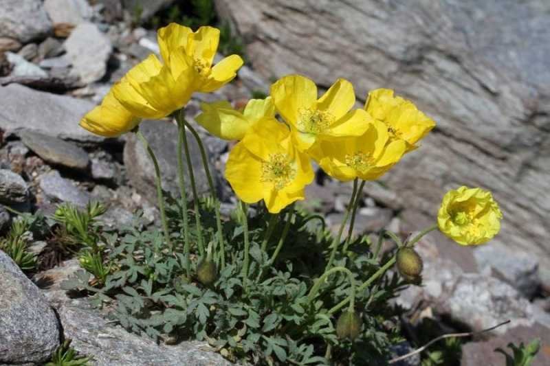 <i>Oreomecon alpina</i> (L.) Banfi, Bartolucci, J.-M.Tison & Galasso
