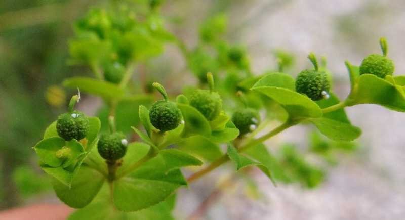 <i>Euphorbia platyphyllos</i> L.