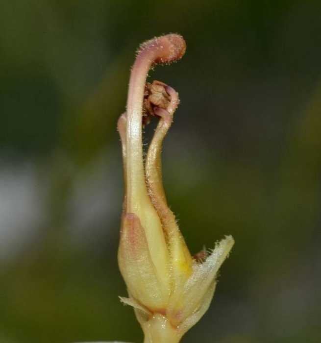 <i>Orobanche gracilis</i> Sm.