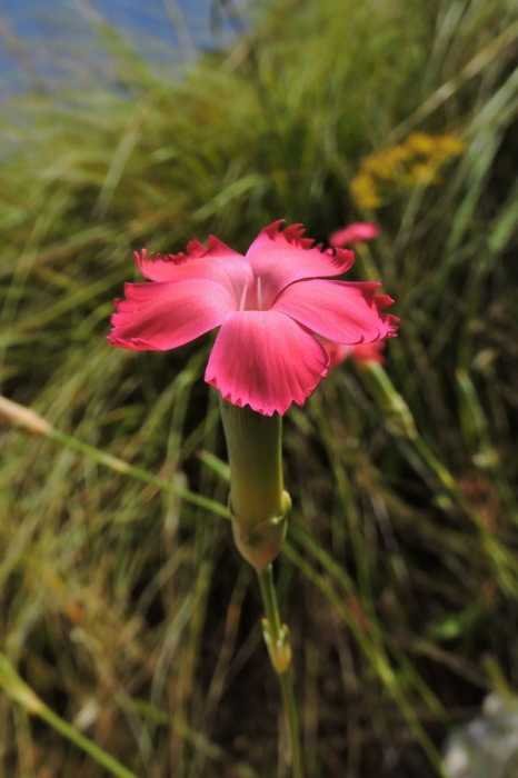 <i>Dianthus graminifolius</i> C.Presl
