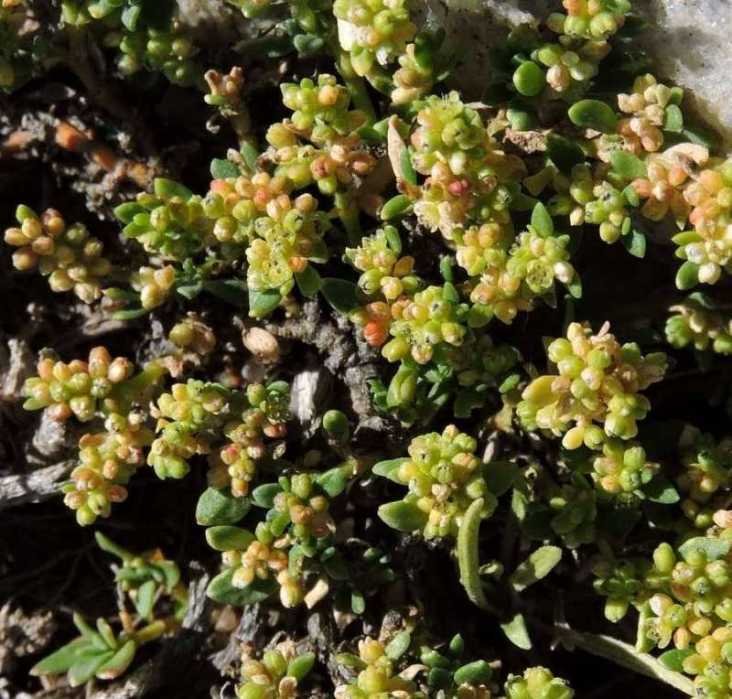 <i>Herniaria glabra</i> L. subsp. <i>nebrodensis</i> Nyman