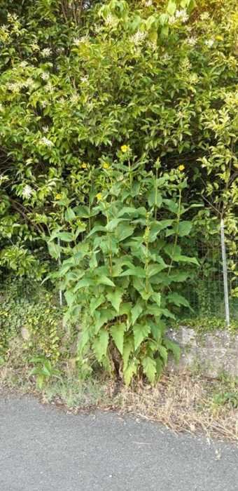 <i>Silphium perfoliatum</i> L.