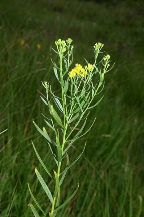 Euthamia lanceolata