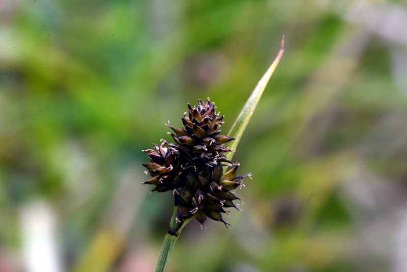 <i>Carex norvegica</i> Retz.