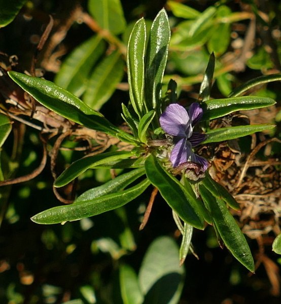 <i>Viola arborescens</i> L.