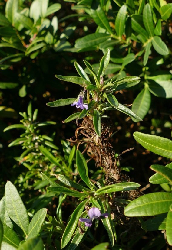 <i>Viola arborescens</i> L.