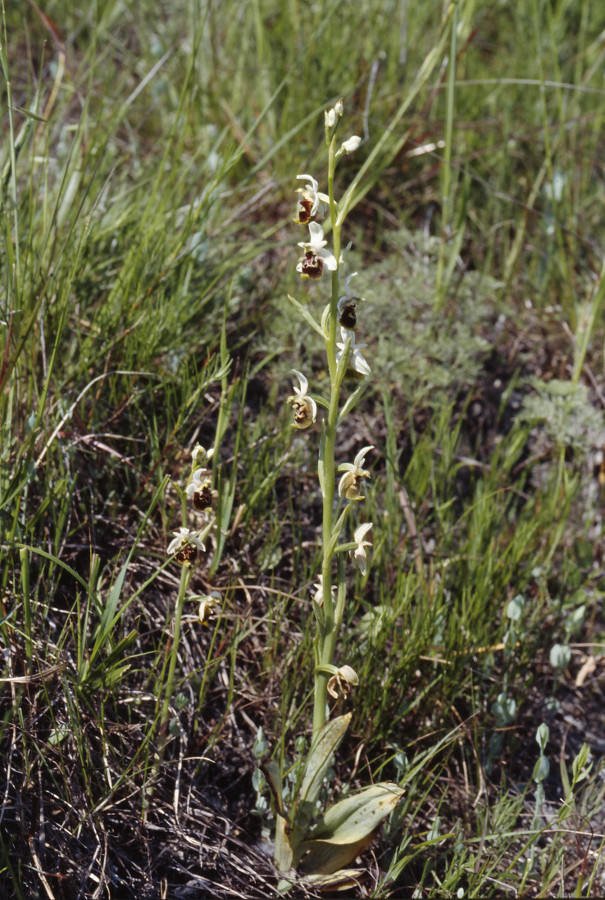 <i>Ophrys holosericea</i> (Burnm.f.) Greuter subsp. <i>lorenae</i> (E.De Martino & Centur.) Kreutz