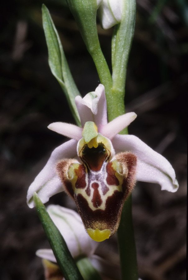 <i>Ophrys holosericea</i> (Burnm.f.) Greuter subsp. <i>lorenae</i> (E.De Martino & Centur.) Kreutz