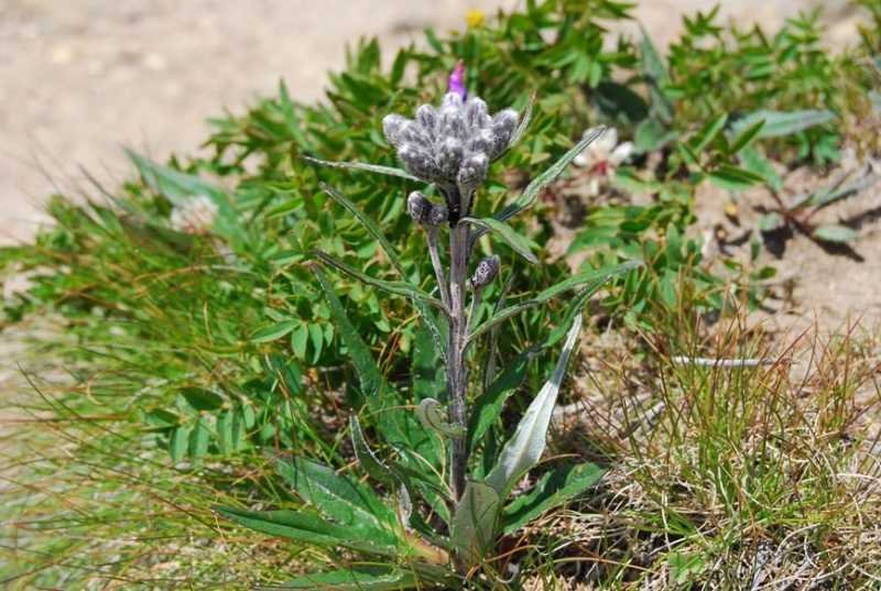 <i>Saussurea alpina</i> (L.) DC.