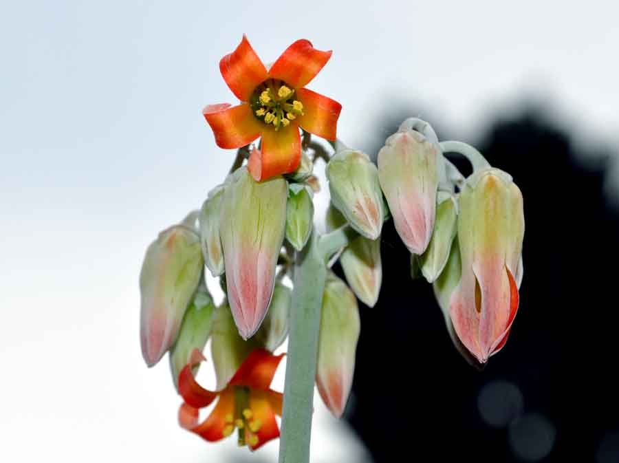 <i>Cotyledon orbiculata</i> L.