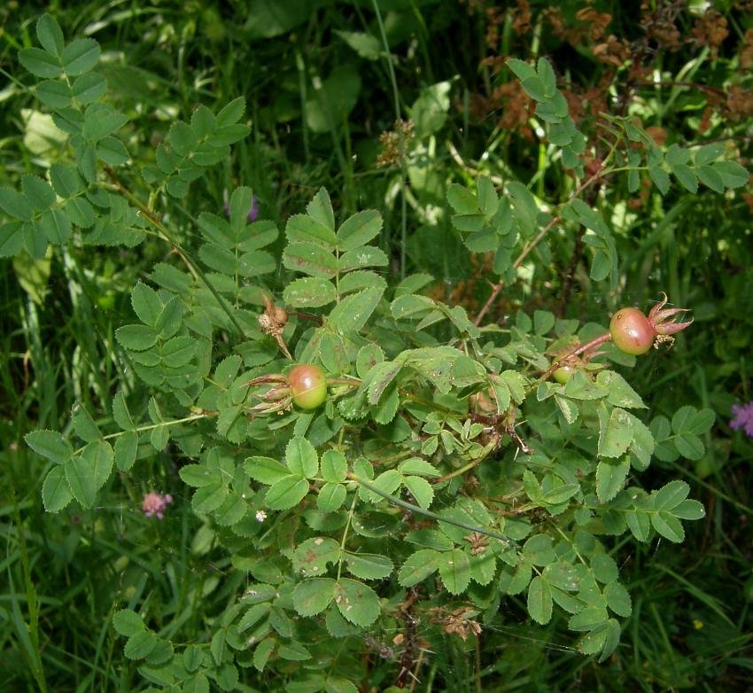 <i>Rosa spinosissima</i> L.
