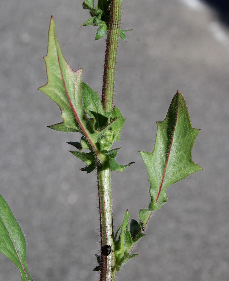 <i>Crepis foetida</i> L. subsp. <i>rhoeadifolia</i> (M.Bieb.) Čelak.