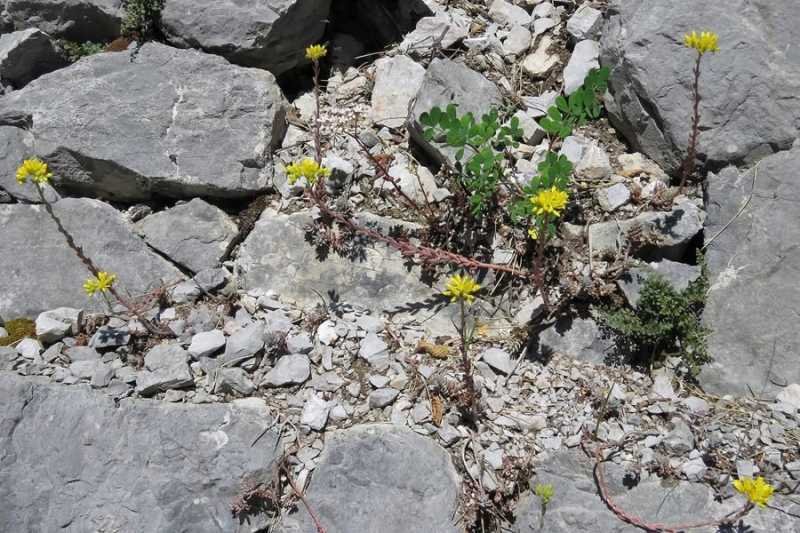 <i>Petrosedum montanum</i> (Songeon & E.P.Perrier) Grulich