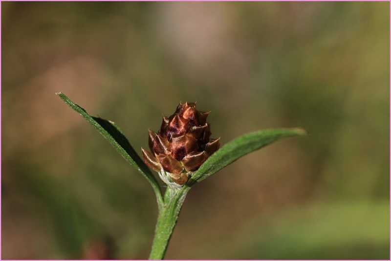 <i>Centaurea jacea</i> L. subsp. <i>weldeniana</i> (Rchb.) Greuter