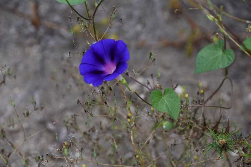 <i>Ipomoea purpurea</i> (L.) Roth