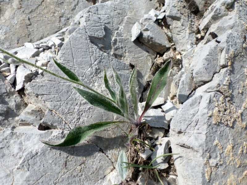 <i>Hieracium burnatii</i> Arv.-Touv. subsp. <i>tomentellum</i> (Nägeli & Peter) Zahn