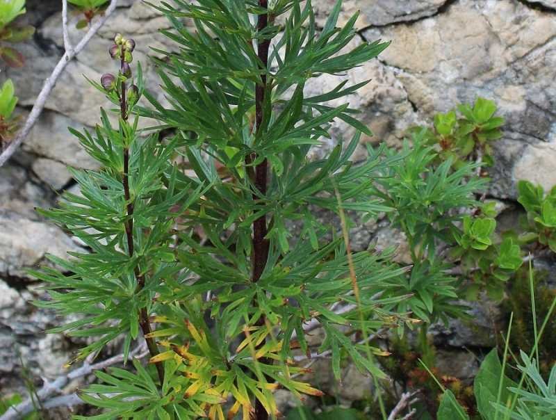 <i>Aconitum tauricum</i> Wulfen