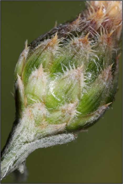 <i>Centaurea aplolepa</i> Moretti subsp. <i>lunensis</i> (Fiori) Dostál