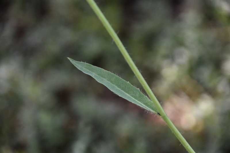 <i>Hieracium neyranum</i> Arv.-Touv. subsp. <i>neyranum</i>