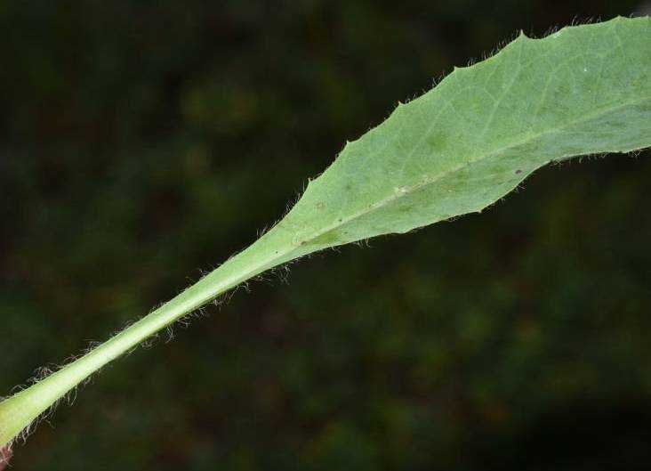 <i>Hieracium neyranum</i> Arv.-Touv. subsp. <i>neyranum</i>