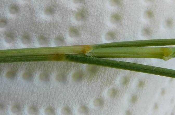 <i>Eragrostis curvula</i> (Schrad.) Nees